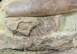 Edmontosaurus (Hadrosaur) Bones In Rock - Wyoming #56762-2